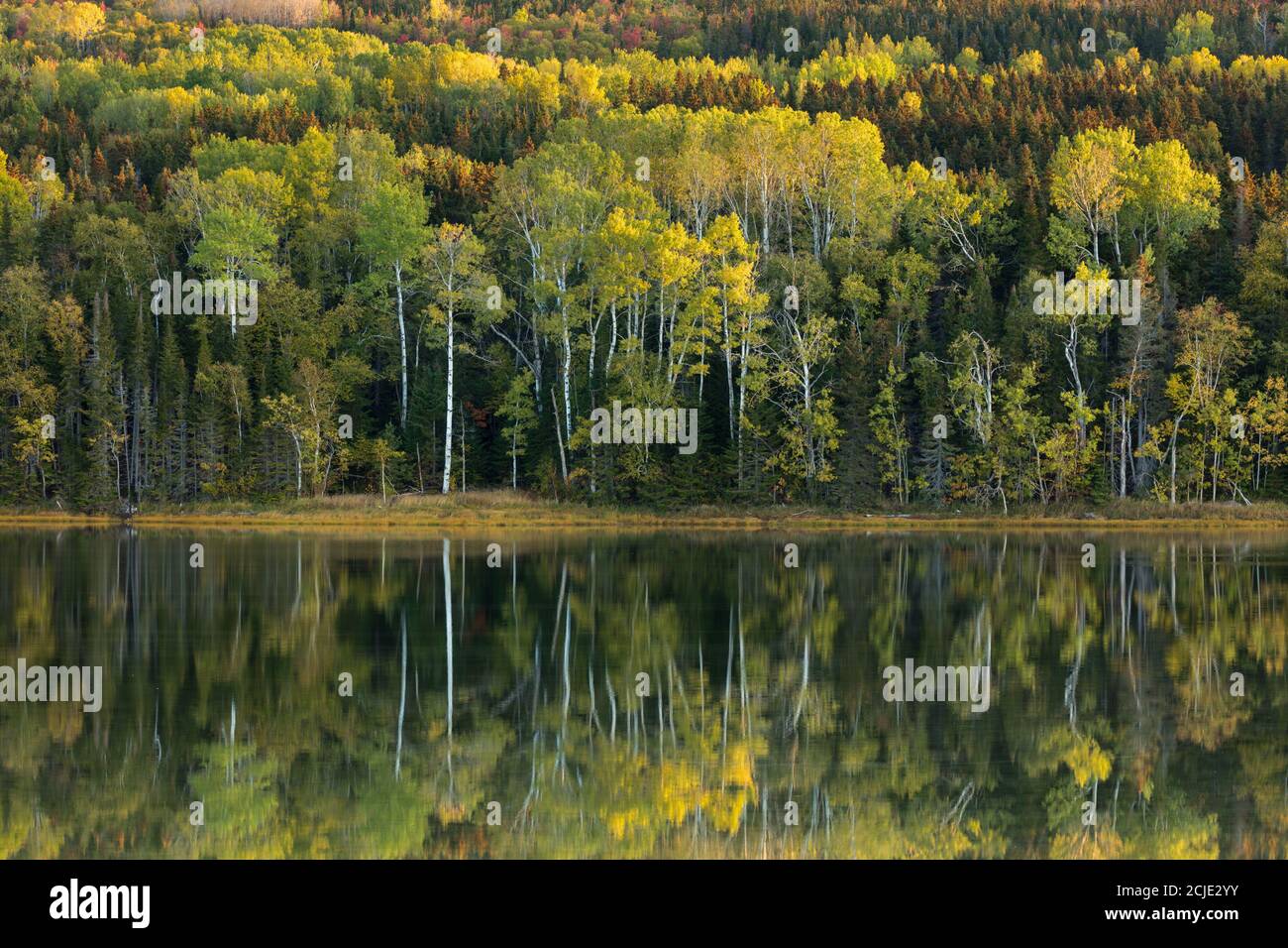 Réflexions dans le marais salé de Penouille à l'aube, parc national Forillon, Gaspésie, Québec, Canada Banque D'Images