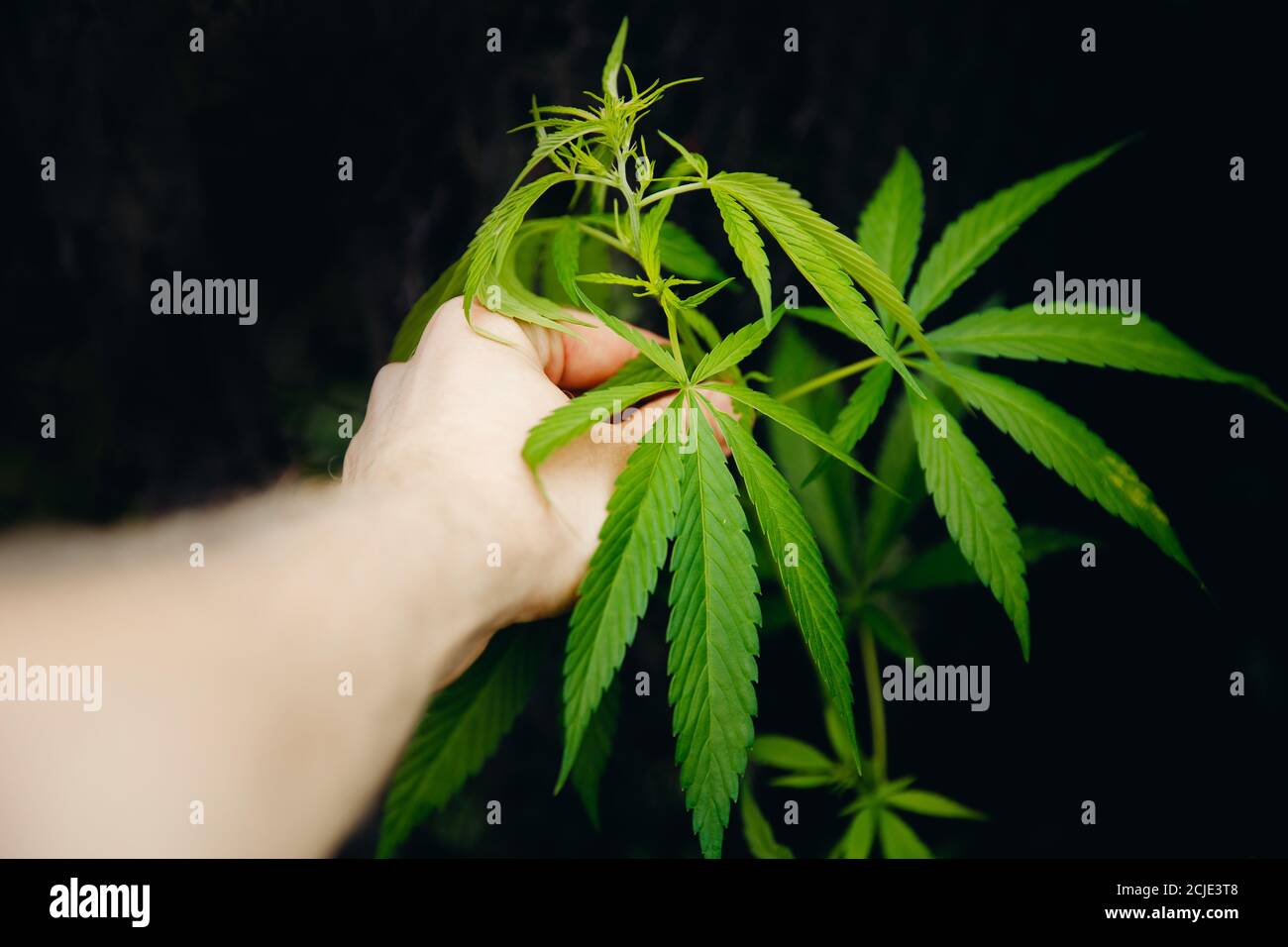 Vérifier et inspecter les maladies et les ravageurs des plantations de chanvre par l'agriculteur, l'agriculture de cannabis Banque D'Images