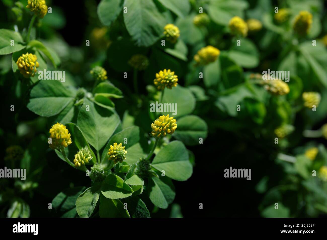 Jaune fleurs Medicago avec des feuilles vertes sur fond noir gros plan Banque D'Images