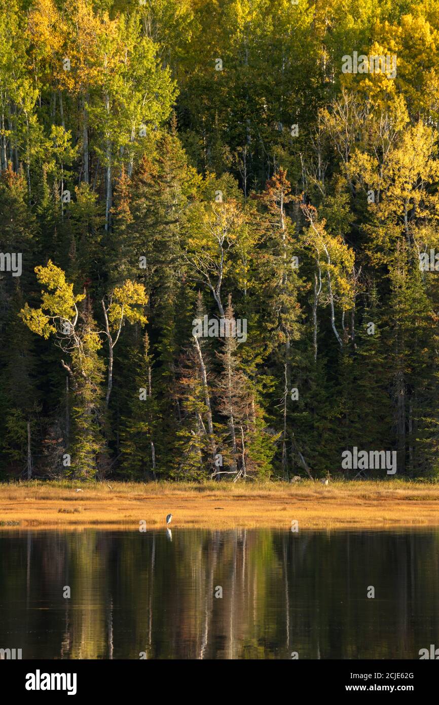 Réflexions dans le marais salé de Penouille à l'aube, parc national Forillon, Gaspésie, Québec, Canada Banque D'Images