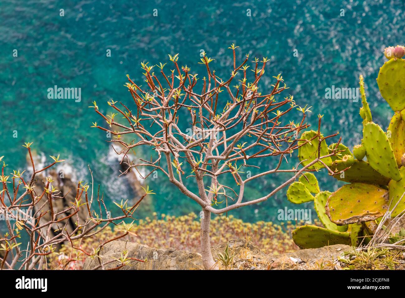 Belle plante d'Euphorbia qui pousse sur une falaise rocheuse à Corniglia avec la mer bleu turquoise de la région côtière des Cinque Terre... Banque D'Images