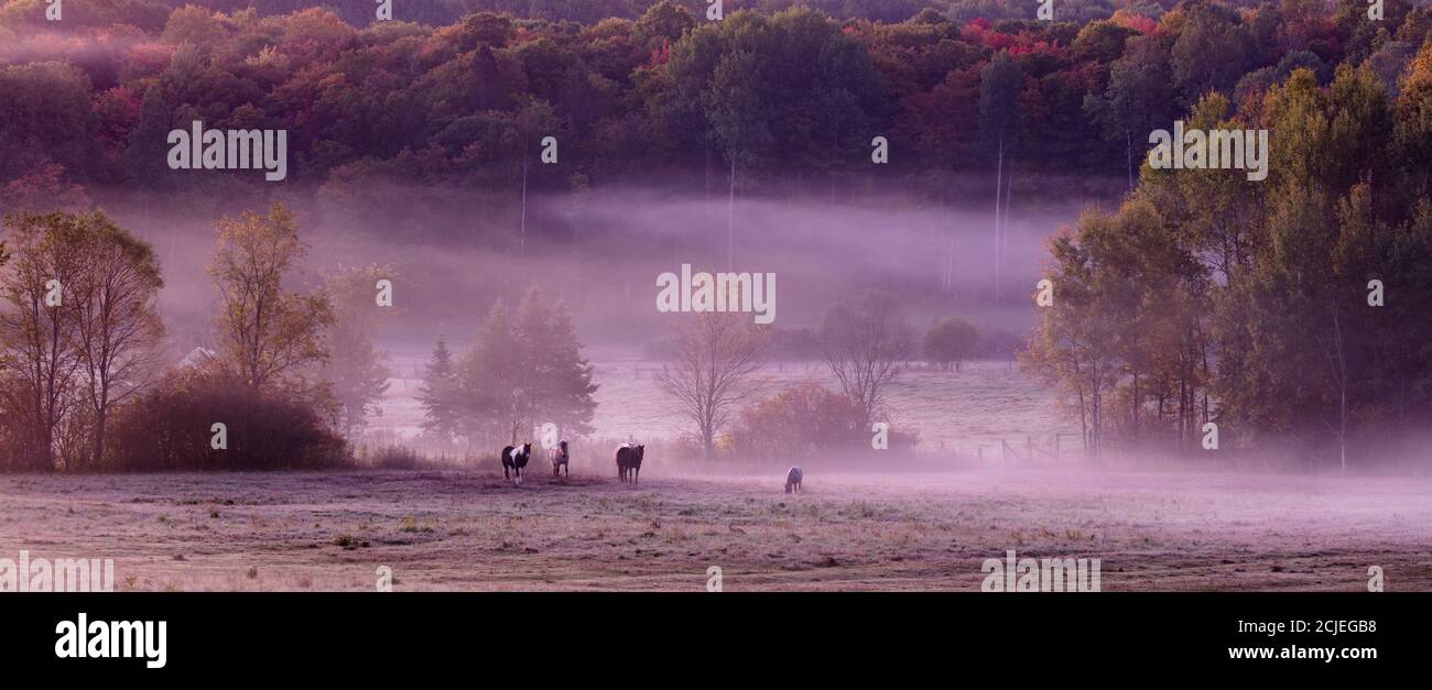 Chevaux dans la brume lors d'une matinée d'automne à Sainte-Cécile-de-Masham, Québec, Canada Banque D'Images