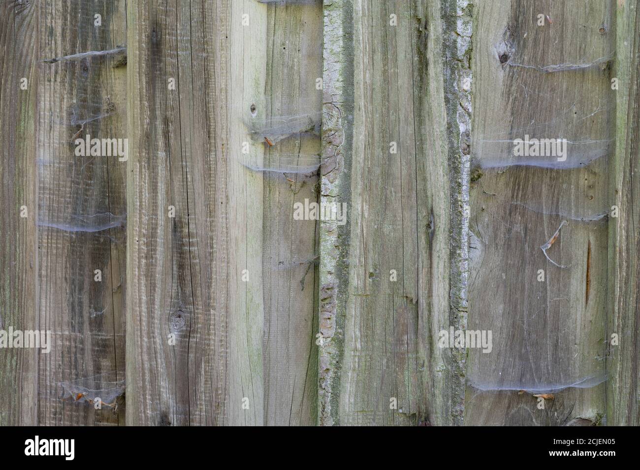 Façade extérieure en bois d'épicéa avec toile d'araignée, texture en bois rugueux, placage en bois, vieux motif en bois Banque D'Images