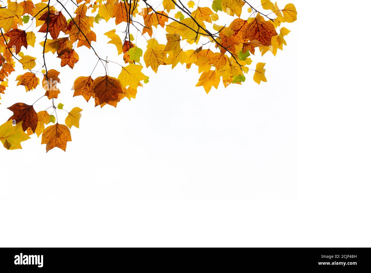 Feuilles automnales colorées sur blanc avec espace de copie. Arbre et branches en arrière-plan d'automne. Banque D'Images