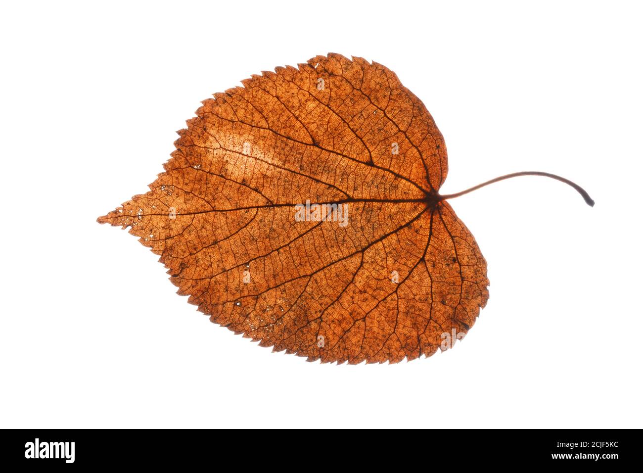 ancienne feuille brune isolée sur fond blanc Banque D'Images