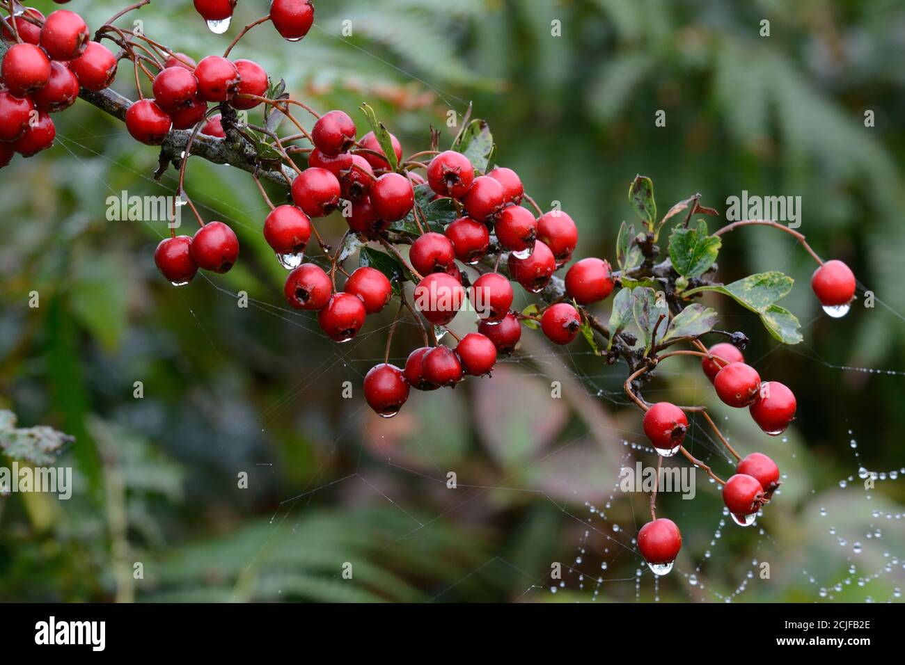 Gouttelettes d'eau sur les baies d'aubépine Crataegus monogyna et araignées web dans un hedgerow Banque D'Images