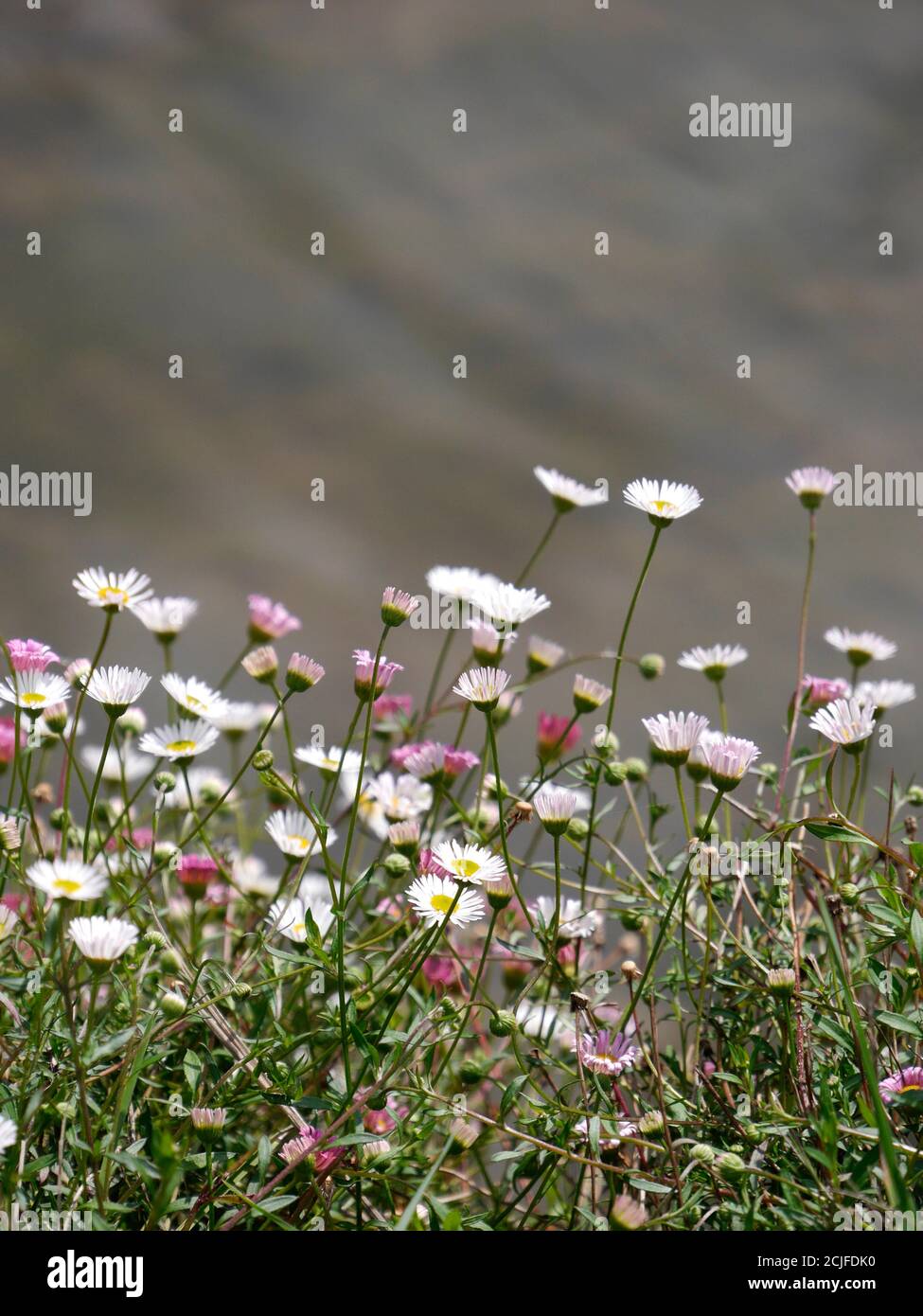 Pâquerettes roses et blanches avec arrière-plan flou Banque D'Images