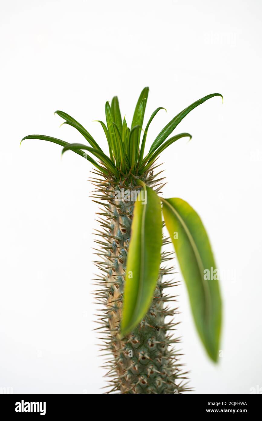 Cactus avec feuilles sur le dessus et sur fond blanc Photo Stock - Alamy