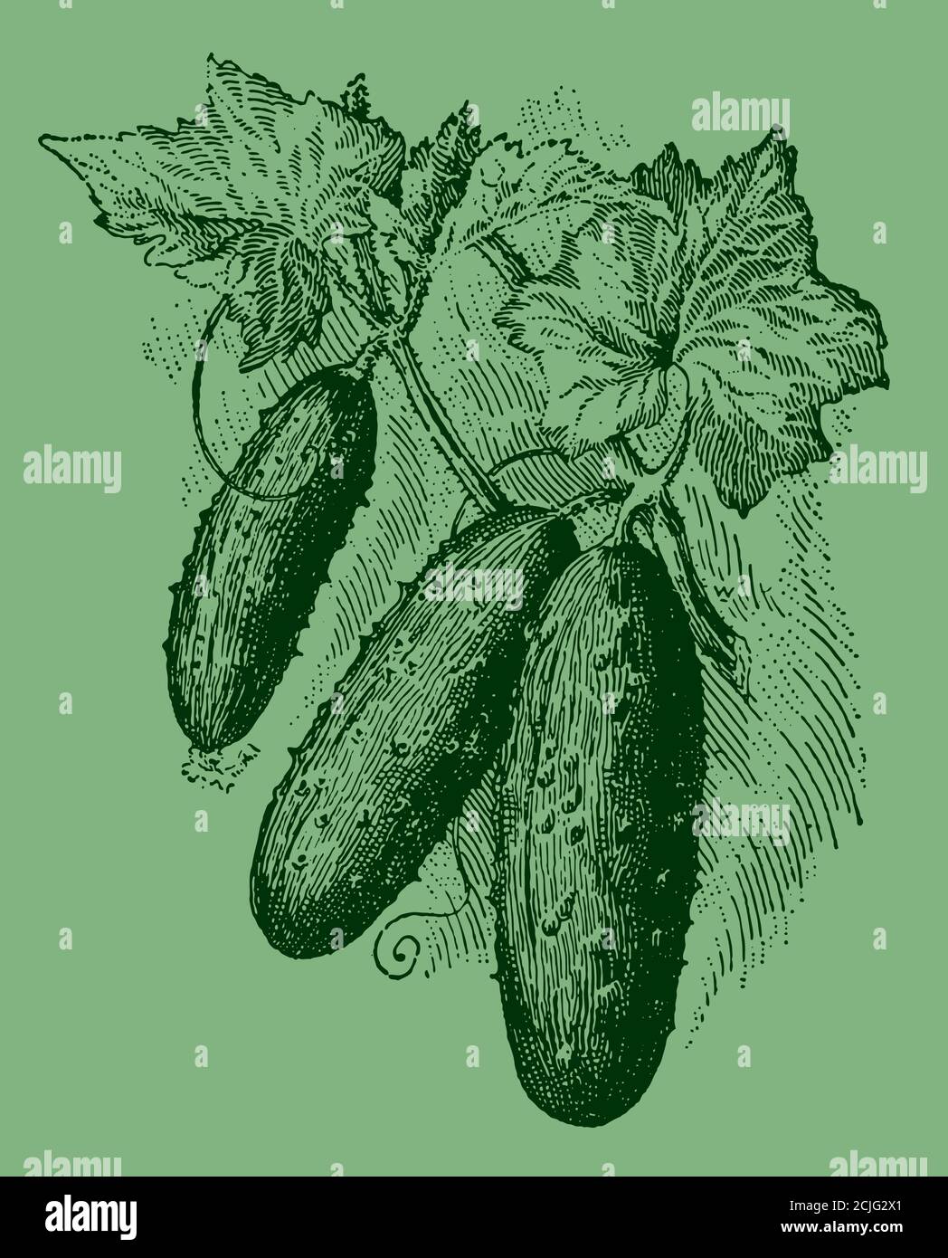 Trois concombres qui poussent sur une vigne, isolés sur un fond vert. Illustration après une gravure antique du XIXe siècle Illustration de Vecteur