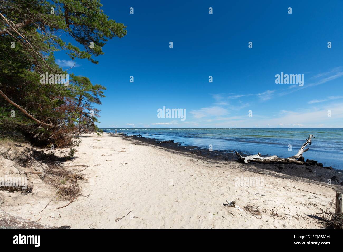 Désert sauvage plage avec des arbres tombés. Cape Most na Soči, Lettonie Banque D'Images