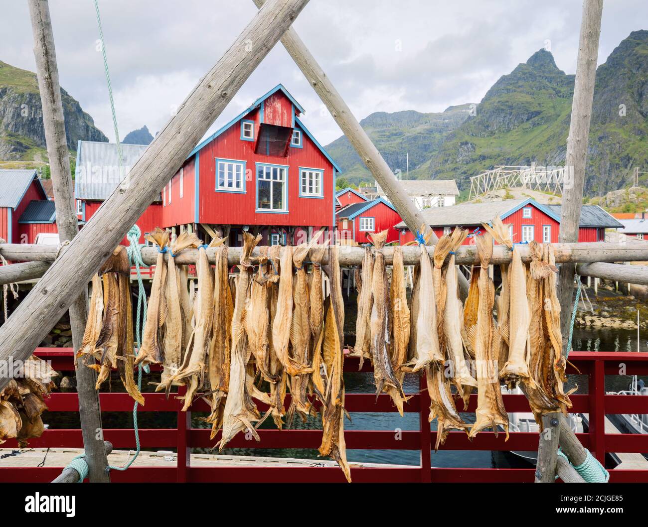 Séchage de la morue du poisson-fond dans un authentique village de pêche traditionnel avec des maisons traditionnelles de rorbu rouge en été dans le fjord norvégien. Îles Lofoten, Norvège. Banque D'Images