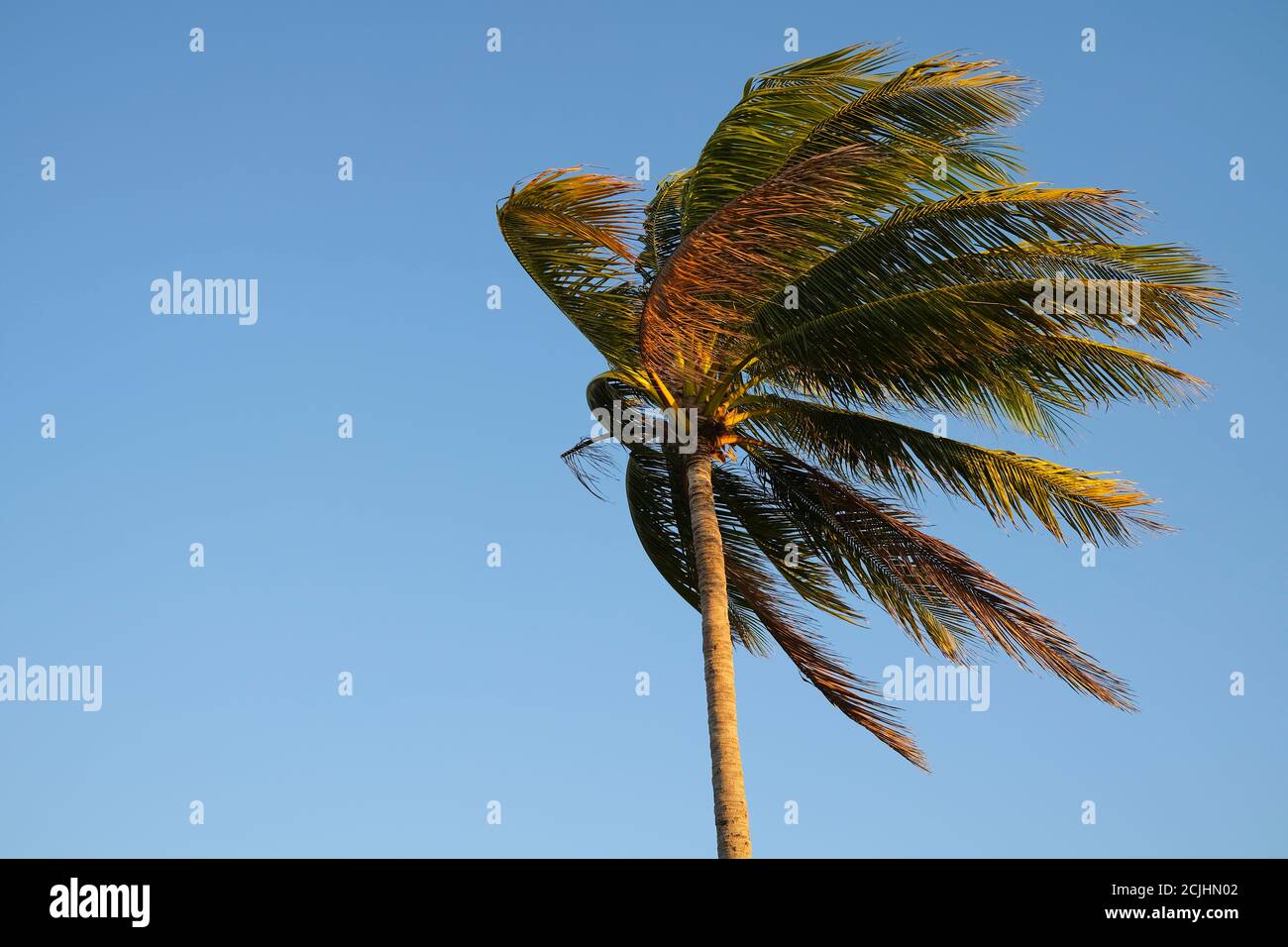 Haut de palmier dans le vent contre bleu tropical clair ciel Banque D'Images