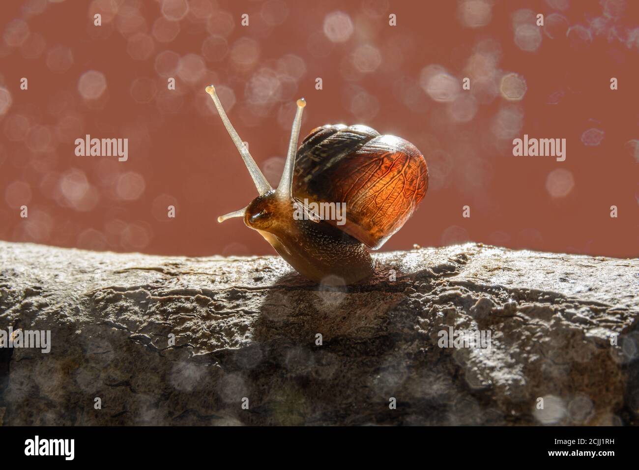 Escargot translucide au soleil. Les rayons du soleil traversent l'escargot Banque D'Images