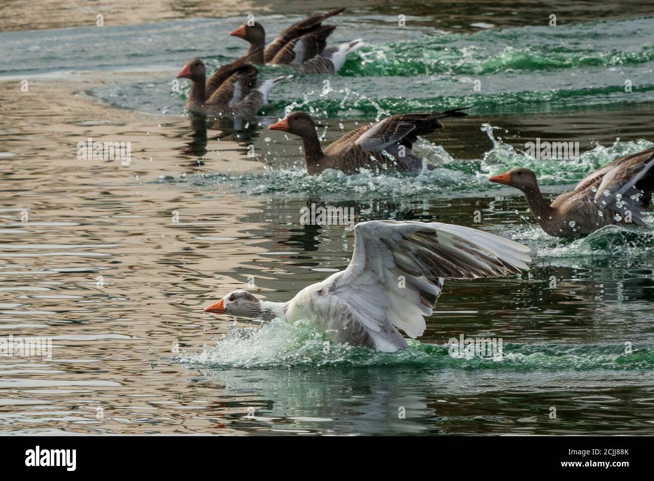 Vol Graylag Goose Anser anser Costa Ballena Cadix Espagne Banque D'Images