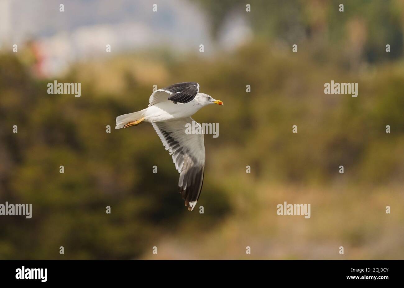 Moins de goélands à dos noir (Larus fuscus graellsii) en vol, en vol à la réserve de Guadalhorce, Malaga, Espagne. Banque D'Images