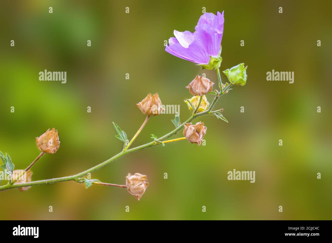 belle fleur d'une plante saisonnière dans la nature Banque D'Images