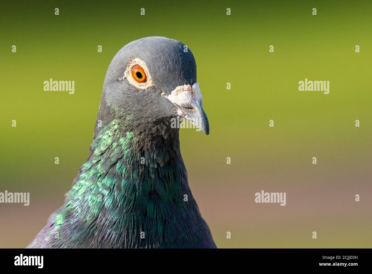Rock Pigeon Columba livia Costa Ballena Rota Cadiz Espagne Banque D'Images