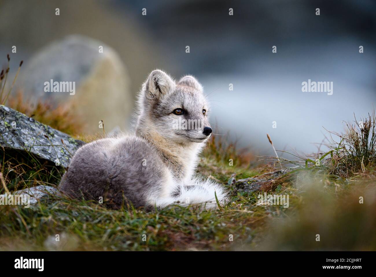Bebe Renard Banque D Image Et Photos Alamy