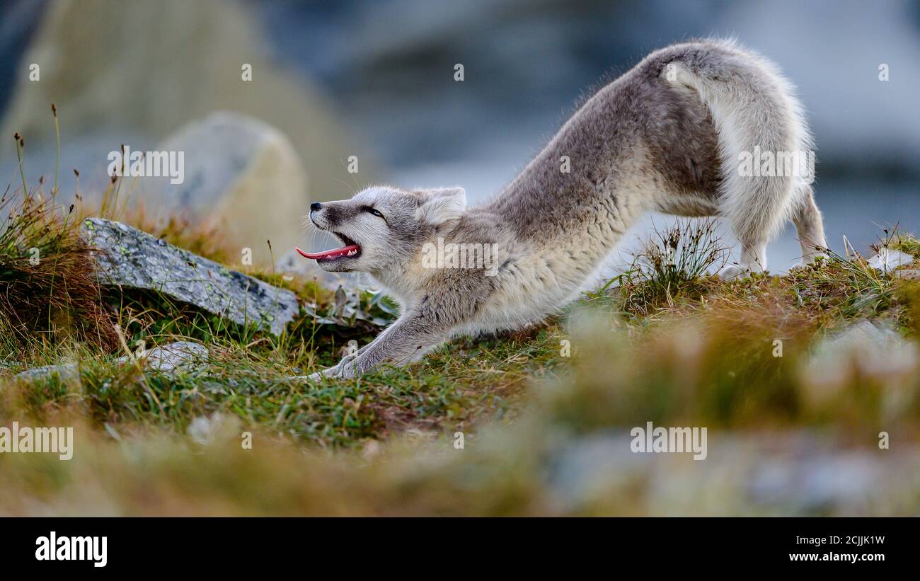 Bebe Renard Banque D Image Et Photos Alamy