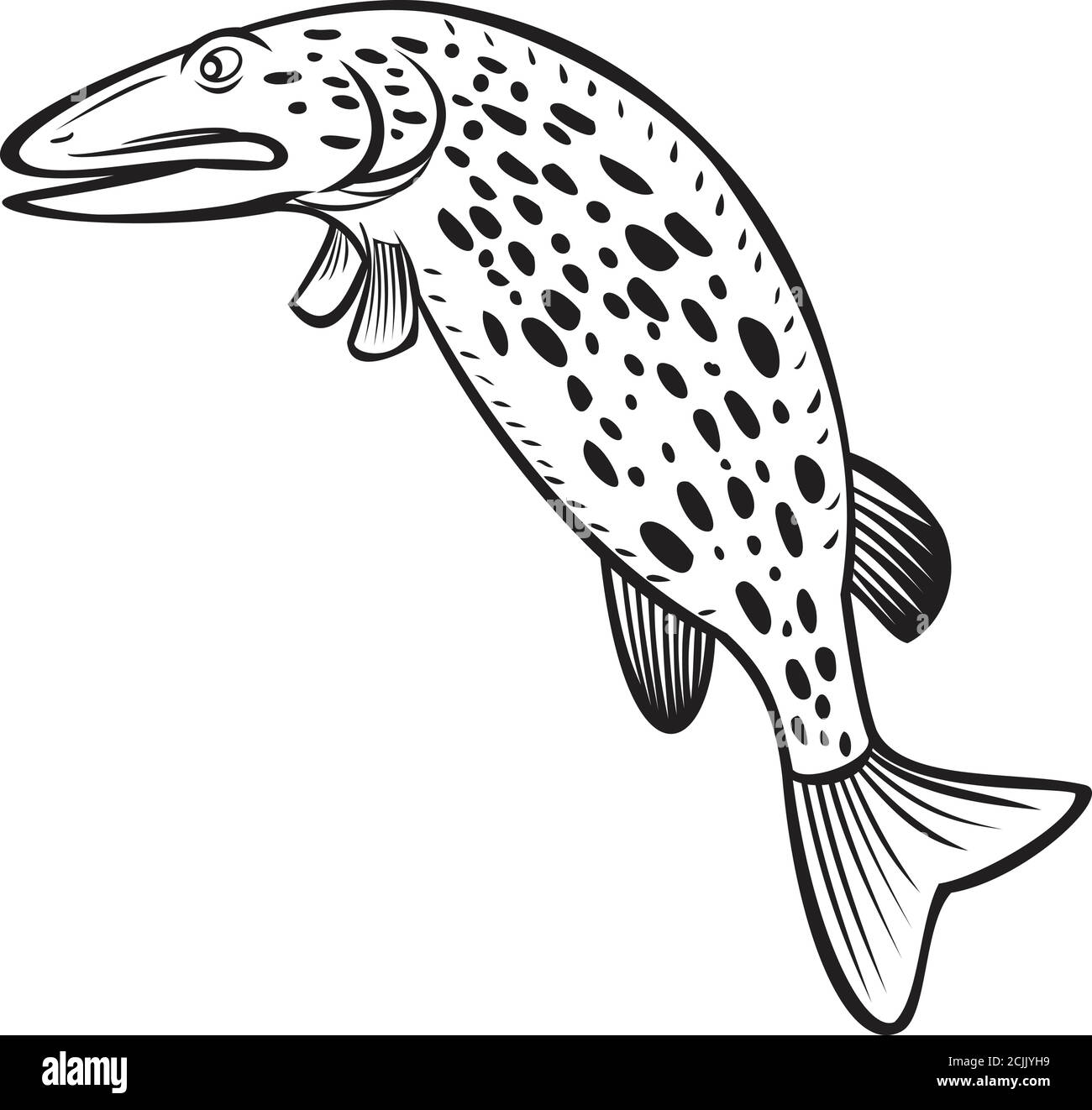 Illustration de style caricature d'un grand brochet Esox lucius, une espèce de poissons carnivores du genre Esox sautant sur un fond isolé fait en b Illustration de Vecteur Illustration de style caricature d'un grand brochet Esox lucius, une espèce de poissons carnivores du genre Esox sautant sur un fond isolé fait en b Illustration de Vecteur