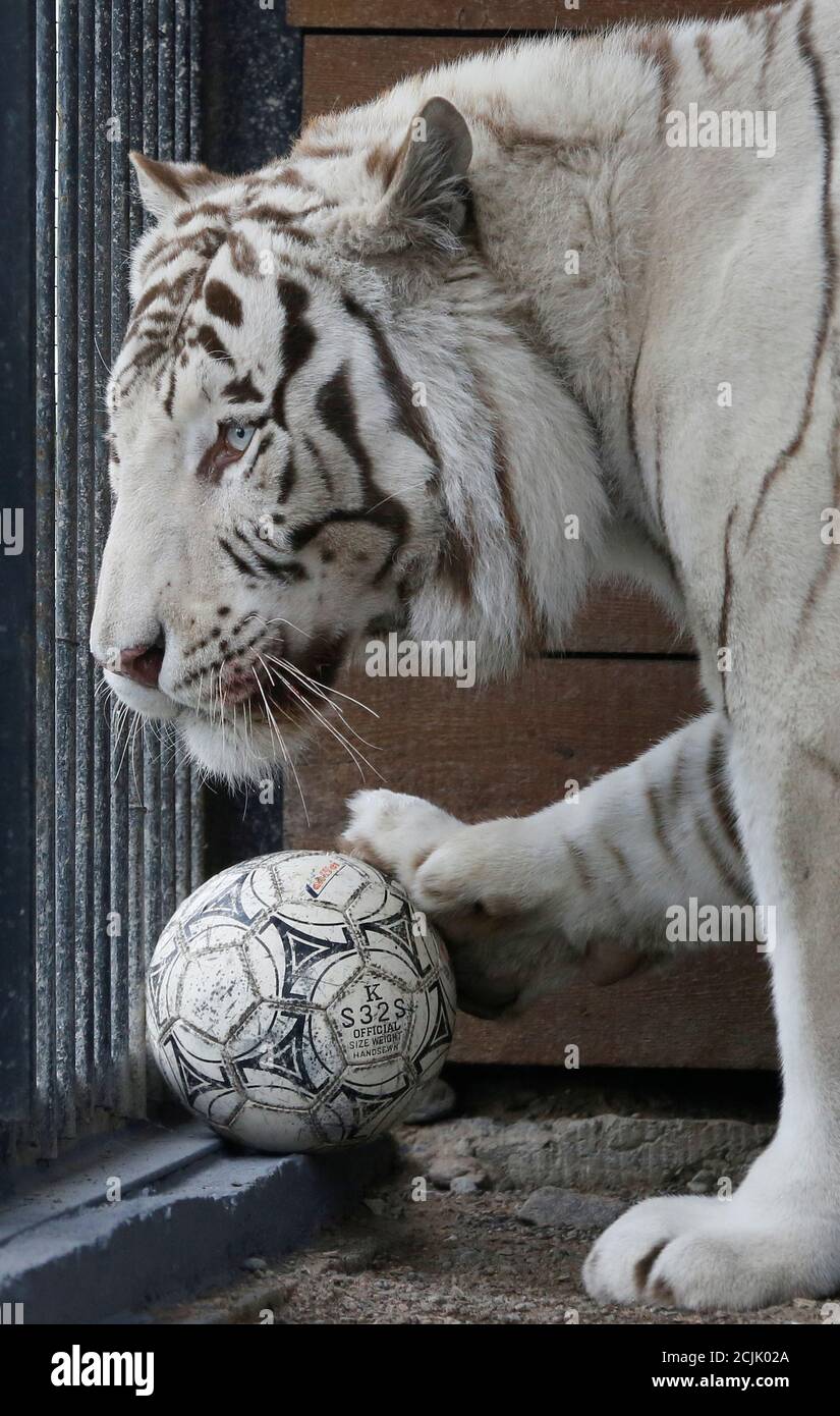 Tiger Zoo Ball Banque D Image Et Photos Alamy