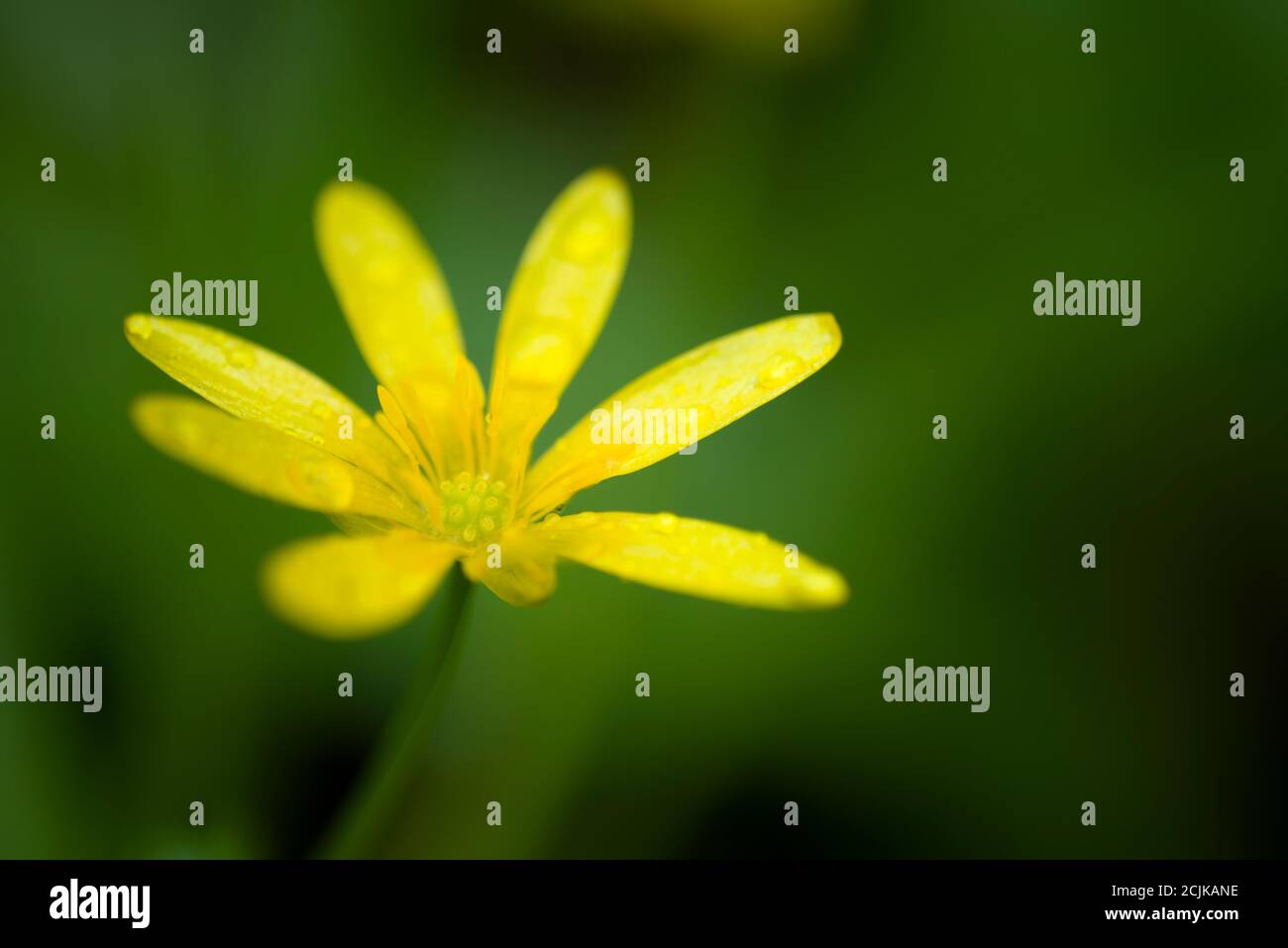 Au printemps, la célandine de moindre importance (Ficaria verna) ou le Pilewort fleurissent dans une forêt britannique. Banque D'Images