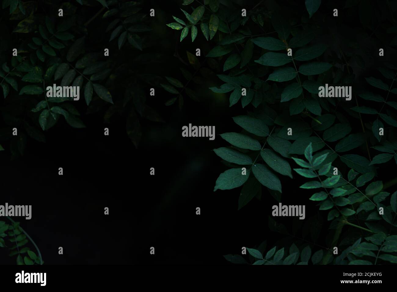 Texture de feuilles vert profond avec fond de forêt sombre Banque D'Images