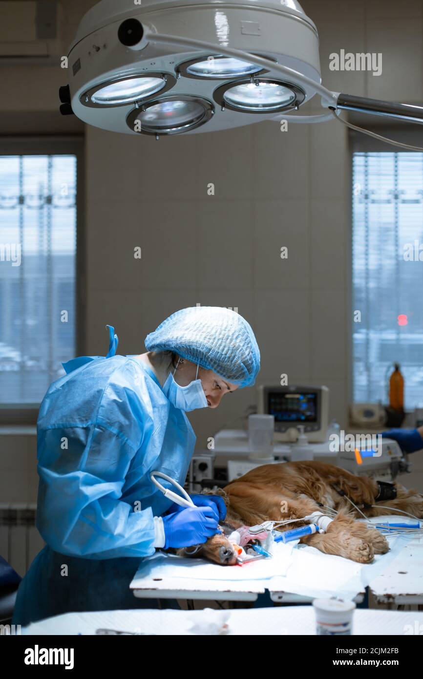 La dentisterie vétérinaire. Vétérinaire chirurgien dentiste nettoie et traite d'un chien sous l'anesthésie sur la table d'opération dans une clinique vétérinaire. L'ULT Banque D'Images