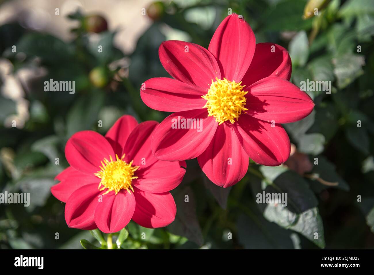Deux grandes fleurs rouges Zinnia, arrière-plan flou. Banque D'Images