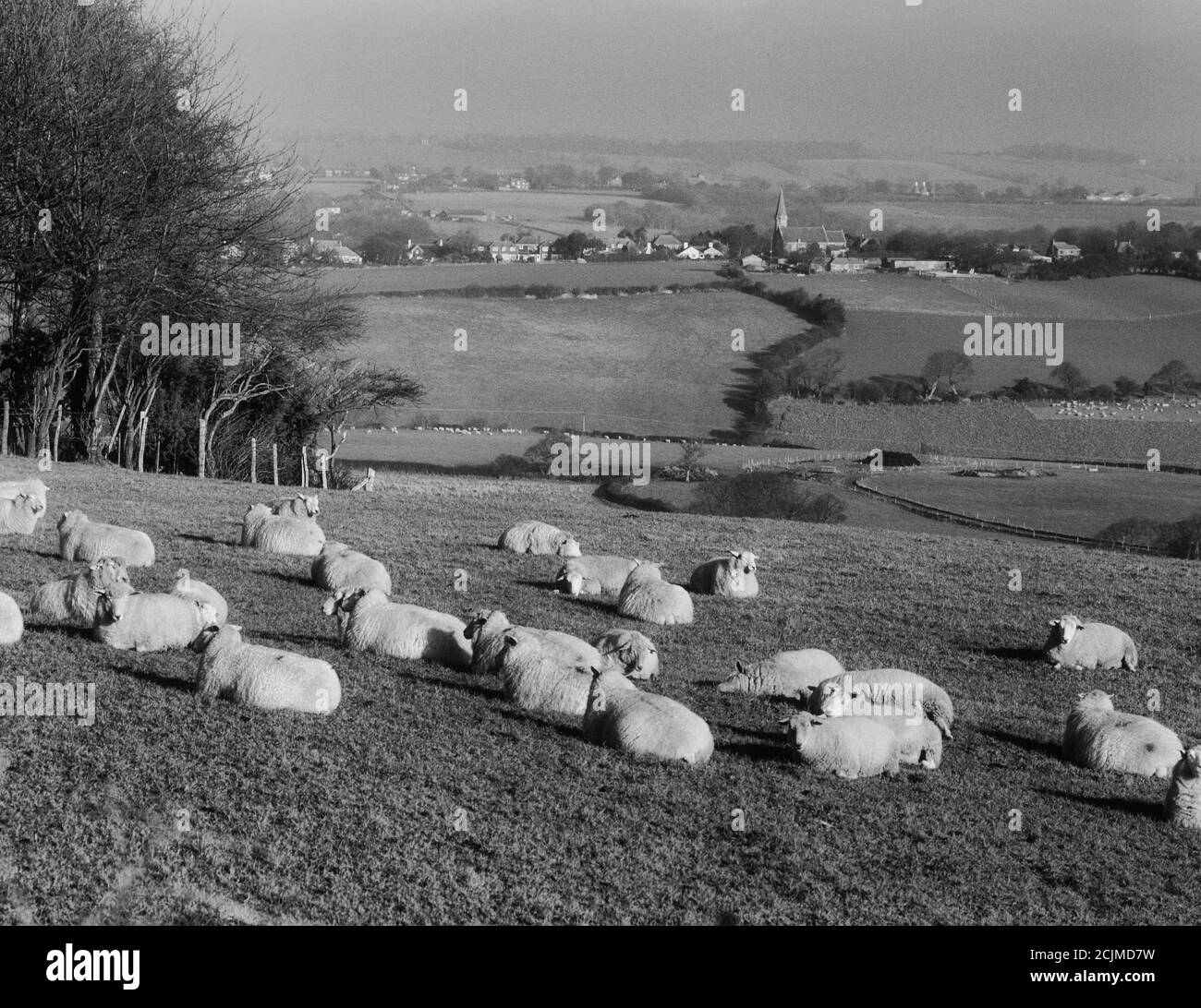 Troupeau de moutons assis dans un champ près de Battery Hill, Fairlight, Hastings, East Sussex, Angleterre, Royaume-Uni Banque D'Images