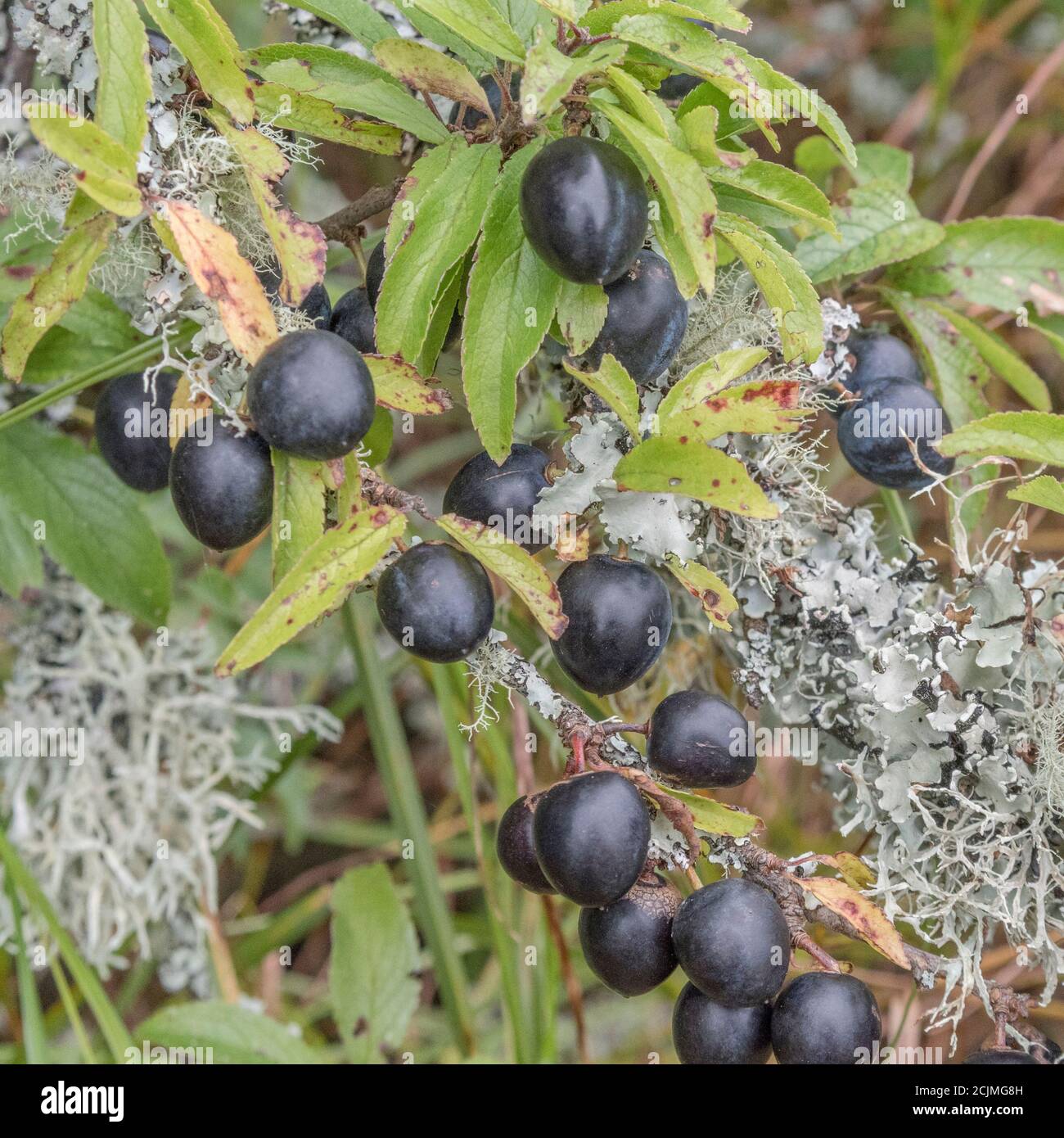 Le lichen couvrait le Plum sauvage dans la haie de Cornish - partie de la séquence de fructification. Plus petit que Damson mais plus grand que les sloe connexes. Peut-être bullace. (Voir REMARQUES) Banque D'Images