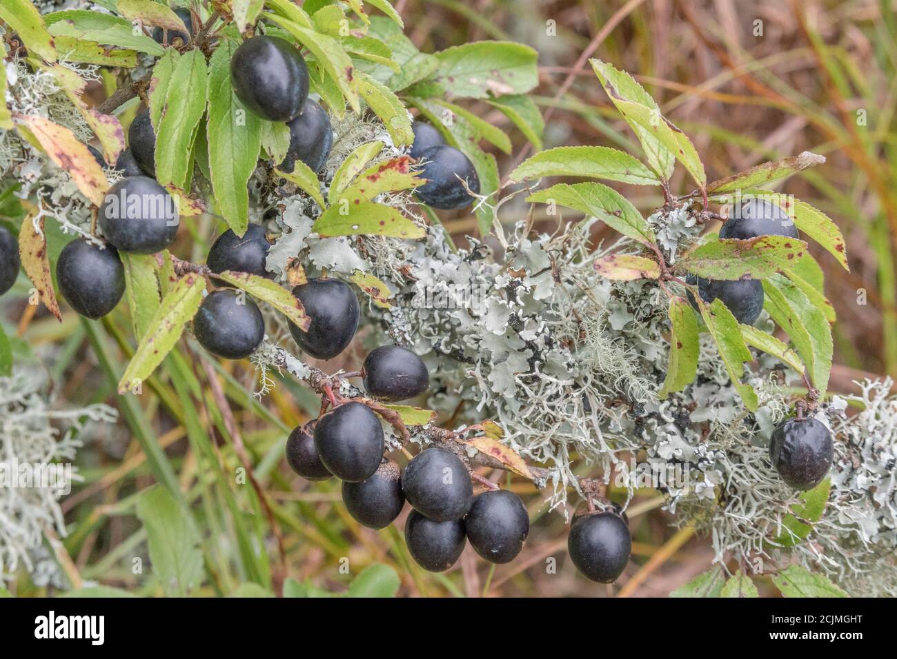 Le lichen couvrait le Plum sauvage dans la haie de Cornish - partie de la séquence de fructification. Plus petit que Damson mais plus grand que les sloe connexes. Peut-être bullace. (Voir REMARQUES) Banque D'Images
