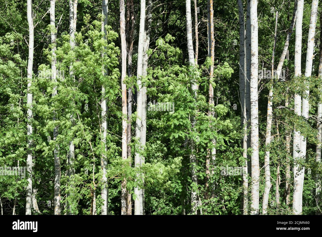 Ligne ou rangée de peupliers blancs, Populus alba, alias peupliers argentés ou peupliers Silverleaf montrant des trunks d'arbre blancs caractéristiques Banque D'Images