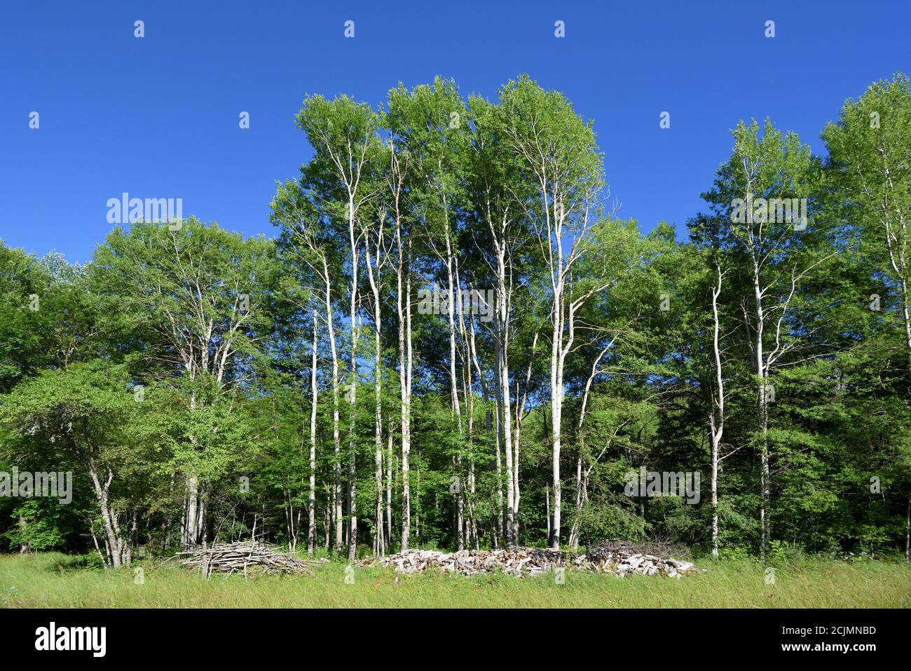 COPSE des peupliers blancs, Populus alba, alias peuplier argenté ou — free download
