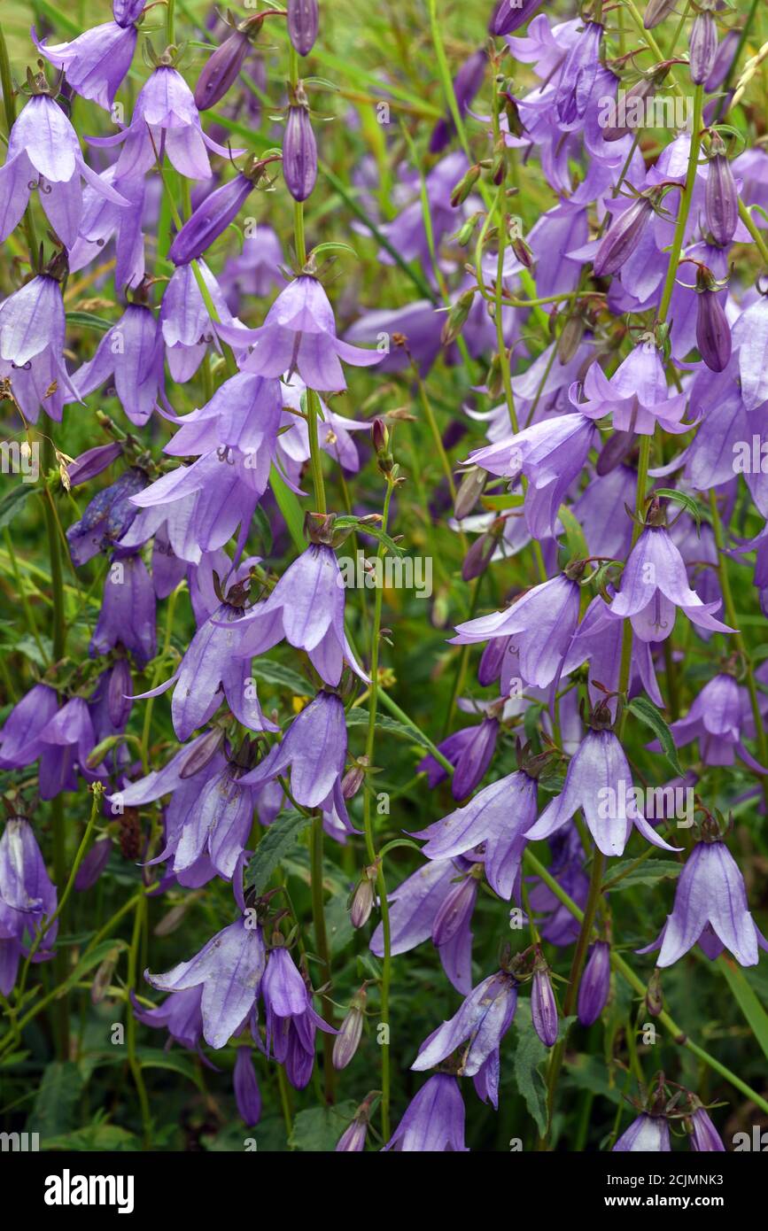 L'ortie-leaved Bellflower, campanula trachelium Banque D'Images