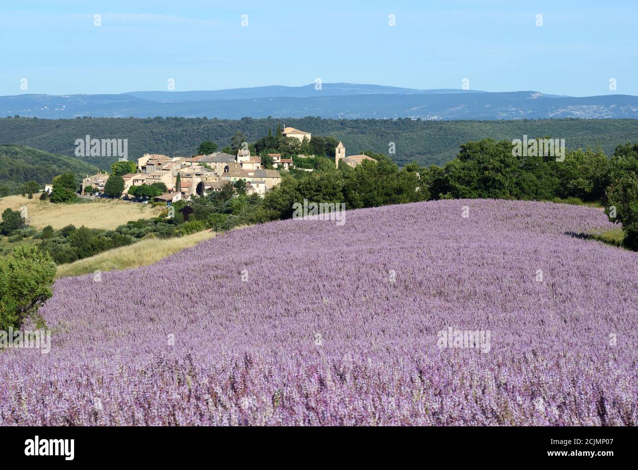 Village d'Entremennes et champ de Sage ou champ de Clary Sage, Salvia sclarea, Alpes-de-haute-Provence Provence Provence Provence France Banque D'Images