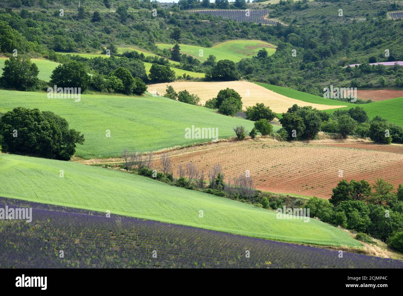 Motifs de champs de printemps multicolores à Puimichel sur le plateau de Valensole Alpes-de-haute-Provence Provence France Banque D'Images