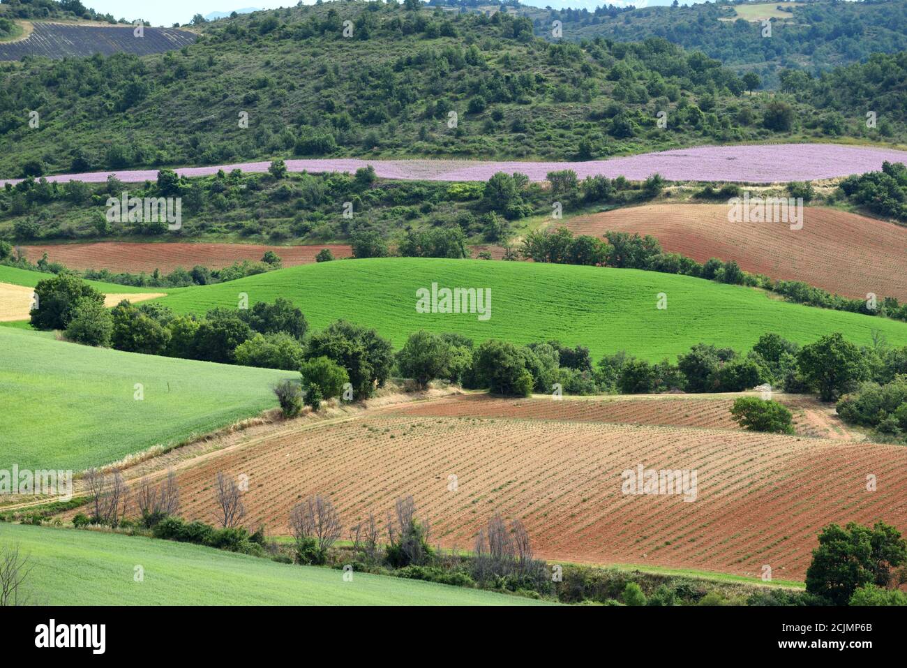 Motifs de champs de printemps multicolores à Puimichel sur le plateau de Valensole Alpes-de-haute-Provence Provence France Banque D'Images