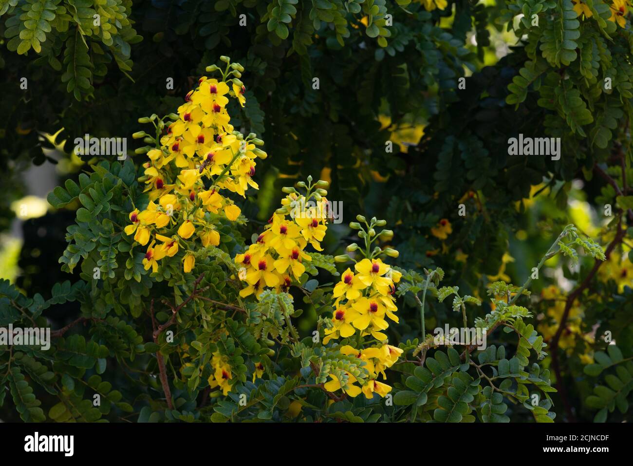 Fleurs du bois de Brésil (Paubrasilia echinata). Pau-Brésil. Banque D'Images