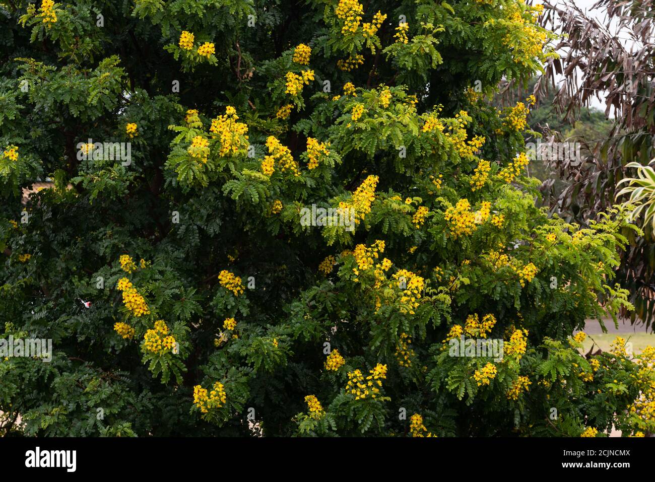 Fleurs du bois de Brésil (Paubrasilia echinata). Pau-Brésil. Banque D'Images