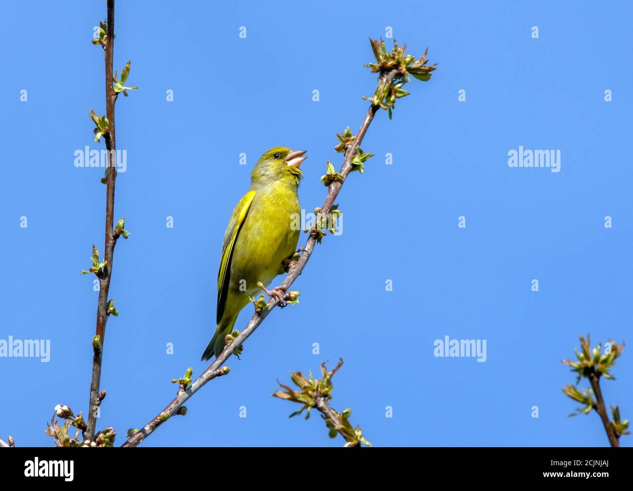 Greenfinch chant masculin au printemps. Banque D'Images