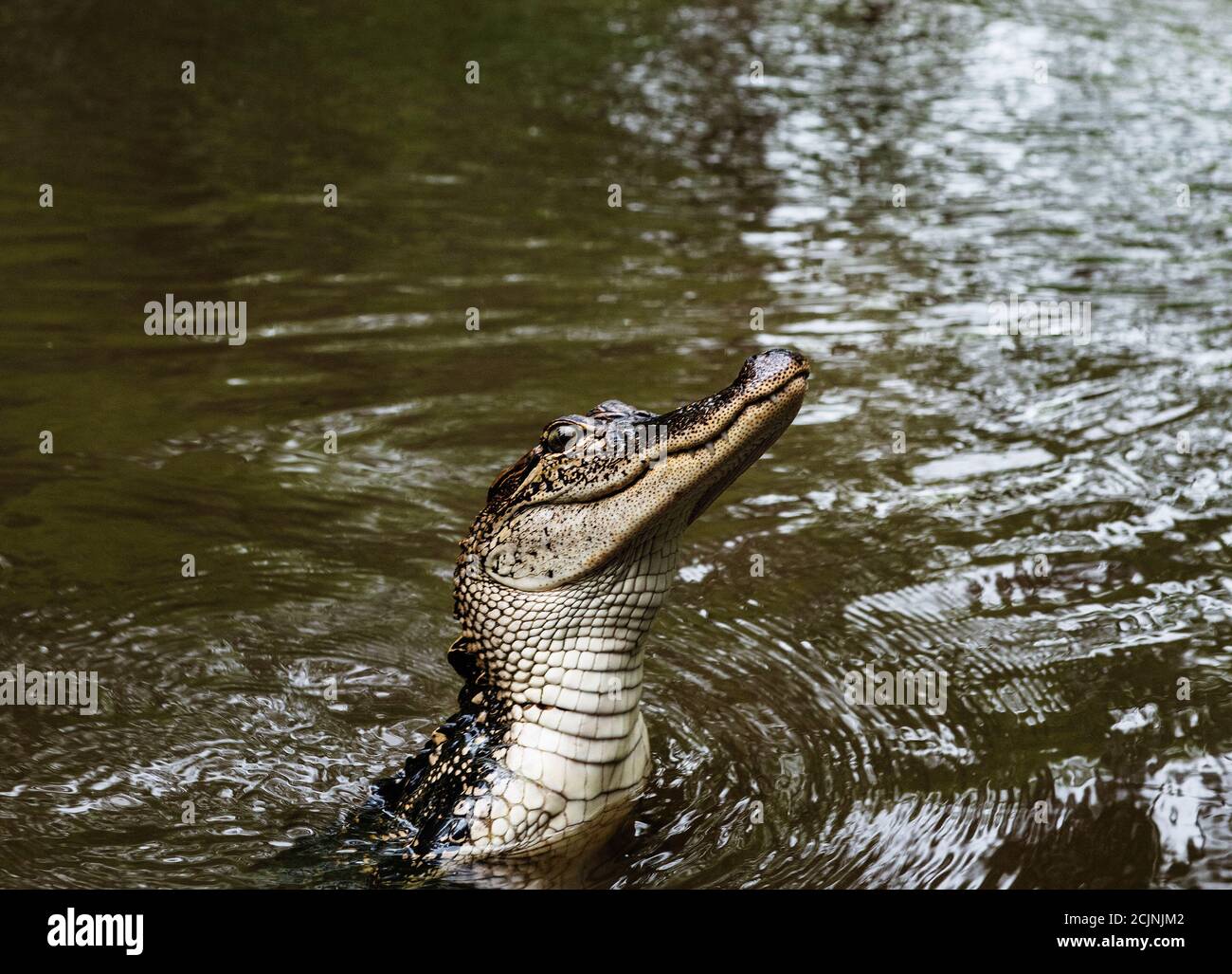 Alligator dans les marais de la Nouvelle-Orléans, Louisiane, États-Unis Banque D'Images
