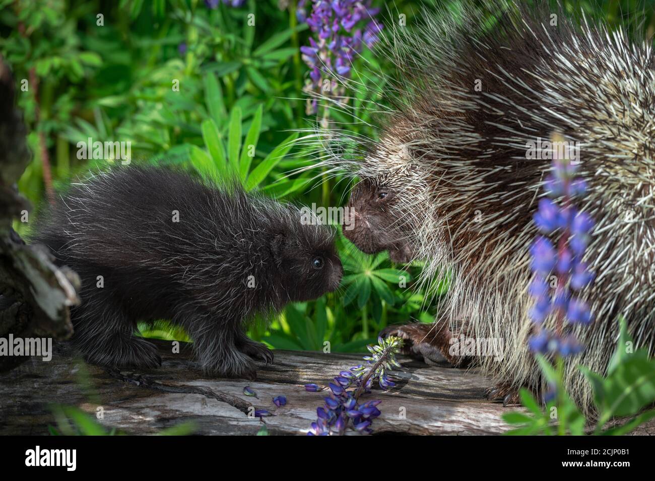 Porcupette (Esarthizon dorsatum) Et Porcupine adulte se rencontrent en Log Summer - animaux captifs Banque D'Images