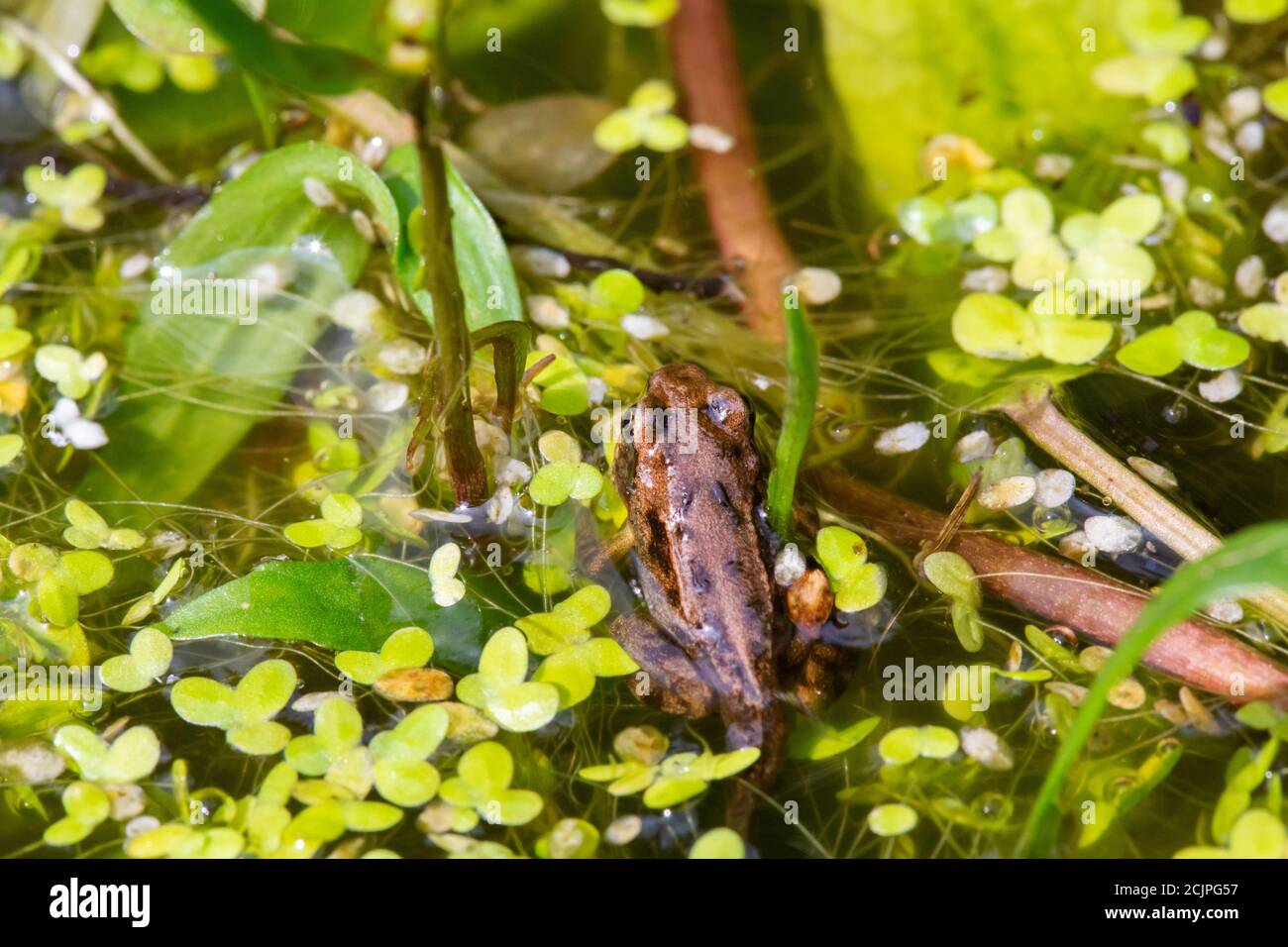 Un froglet dans un étang de jardin montrant encore des signes de sa queue de tadpole, Ambleside, Cumbria, Royaume-Uni. Banque D'Images