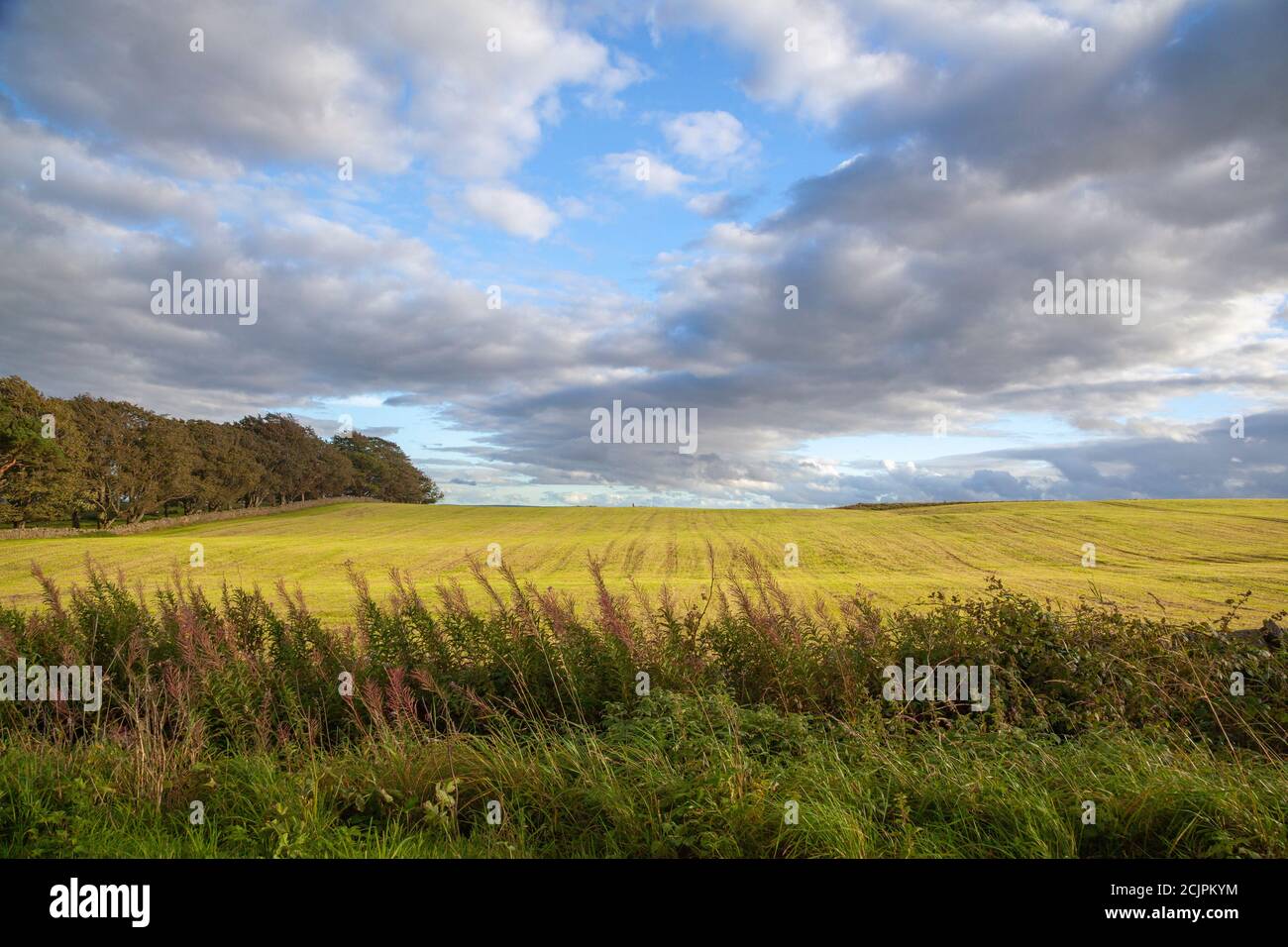 Paysage rural du comté de Durham, Angleterre, Royaume-Uni Banque D'Images