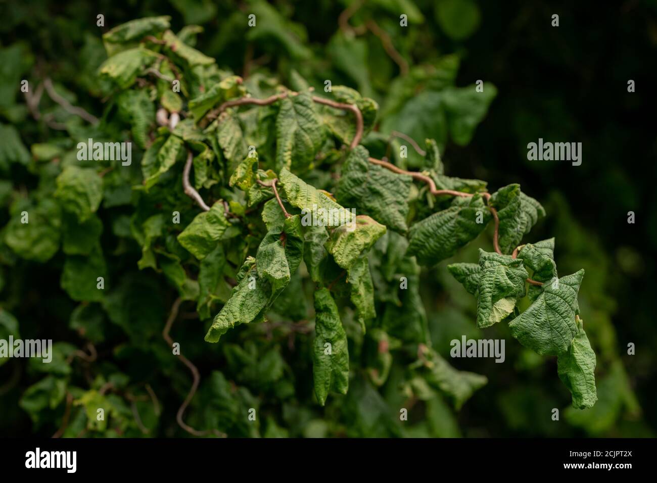 Noisette (Corylus avellana 'contorta') Banque D'Images