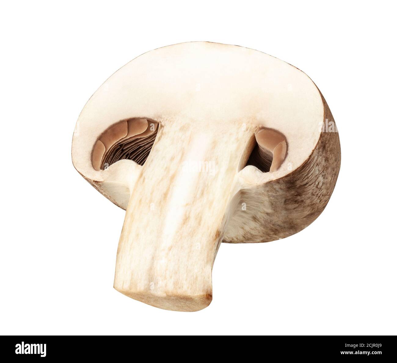 Un champignon de champignons frais coupé en deux, isolé sur fond blanc avec un chemin de coupure. Banque D'Images