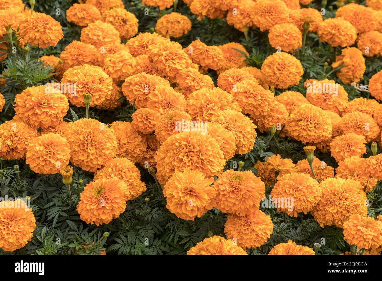 Marigolds en lit de fleurs, pays de Galles, Royaume-Uni Banque D'Images