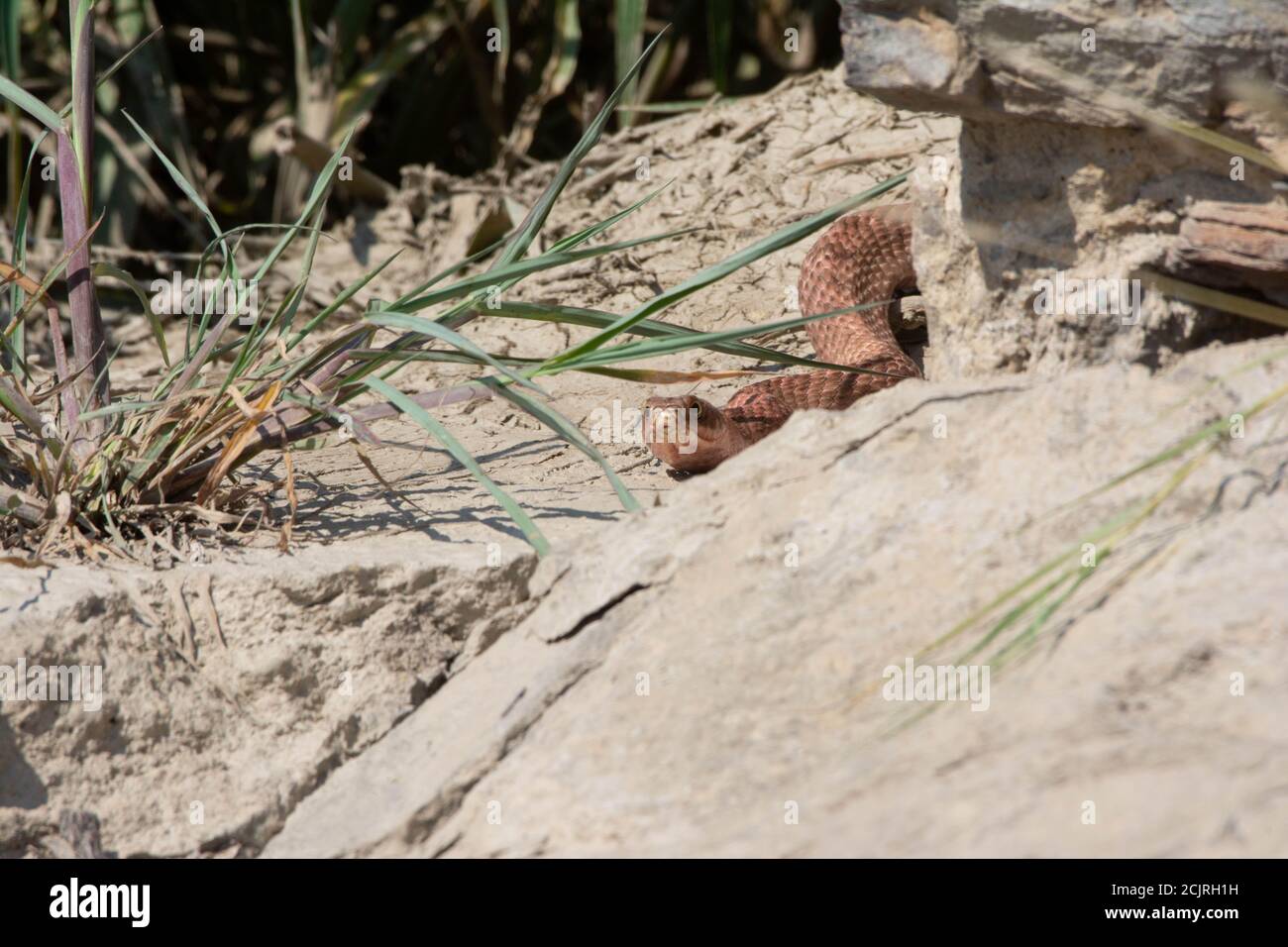 Un adulte de l'Ouest Coachwhip (Coluber flagellum testaceus) du comté d'Otero, Colorado, États-Unis. Banque D'Images