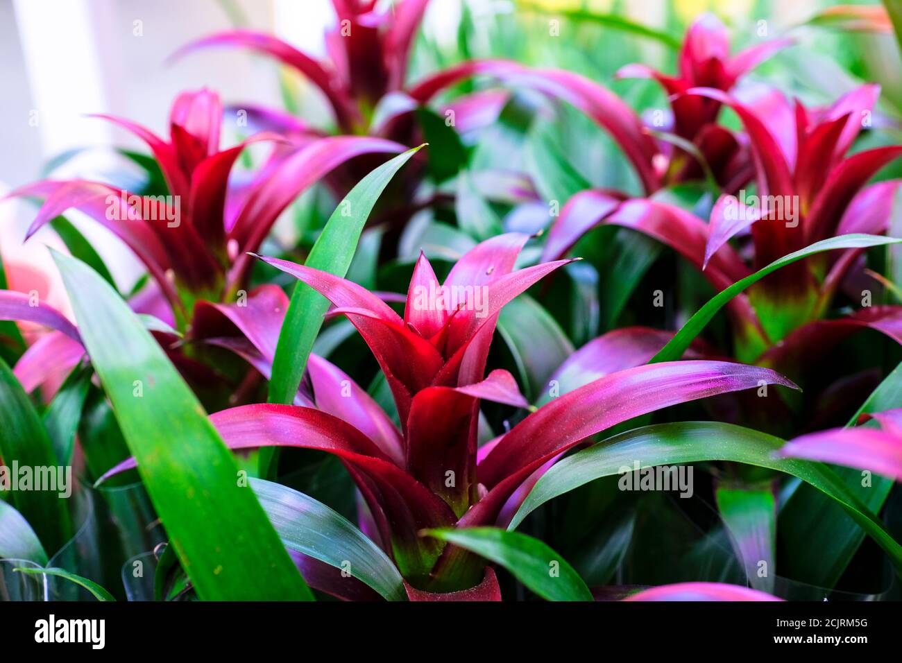 Blossom Guzmania Bromelia est en vente. Choix des plantes maison Banque D'Images